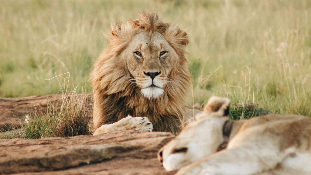 Lion et lionne dans le bush